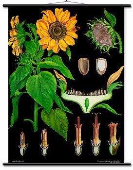 Educational Wall Chart Sunflower