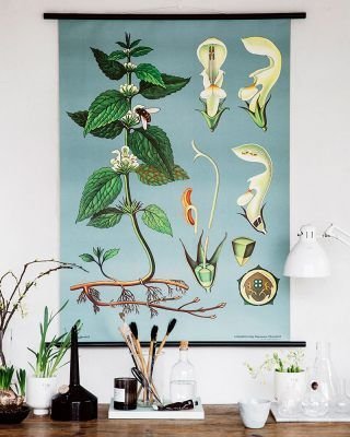 HAGEMANN - ANATOMICAL, BOTANICAL AND ZOOLOGICAL POSTERS