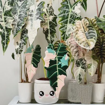 Peluche Alocasia Amazonica panachée