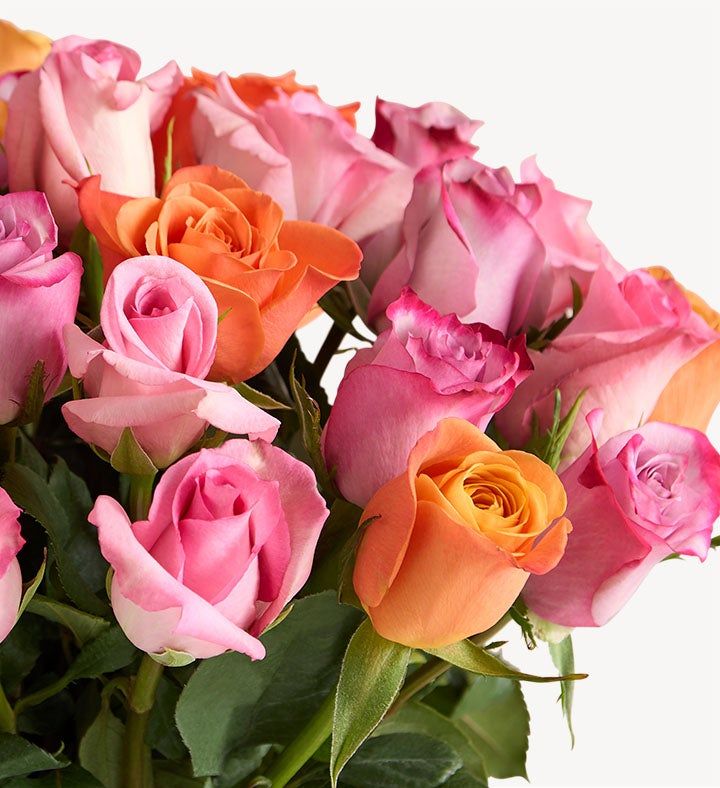 Sorbet Roses