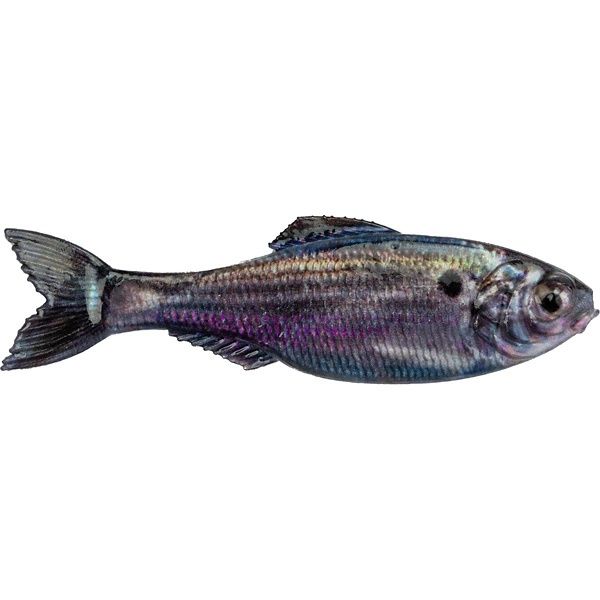 Panorama 5", Color: live threadfin shad