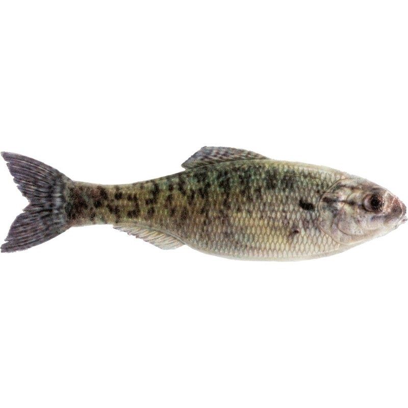 Panorama Swimbait