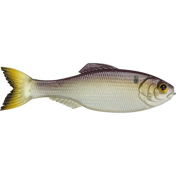 6th Sense Fishing Panorama - Gizzard Gold