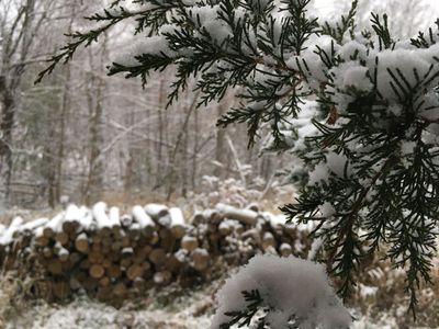 Woodsy