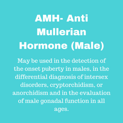 AMH Anti Mullerian Hormone (Male)