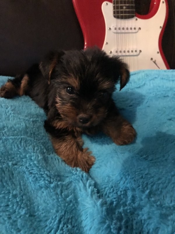 Teacup Male Yorkie Max