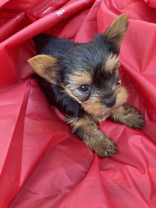 Miniature Male Yorkie Chuck Norris