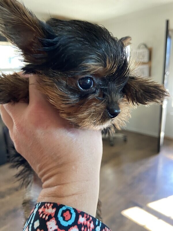 Teacup Male Yorkie Sam