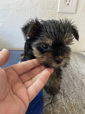 Miniature Male Yorkie Baby SOLD