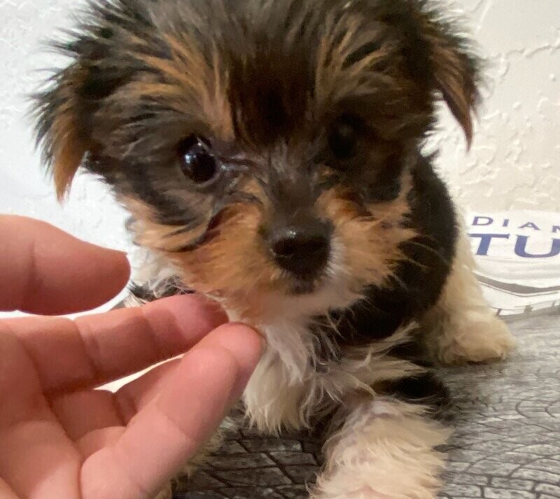 Teacup Female Yorkie Kiki