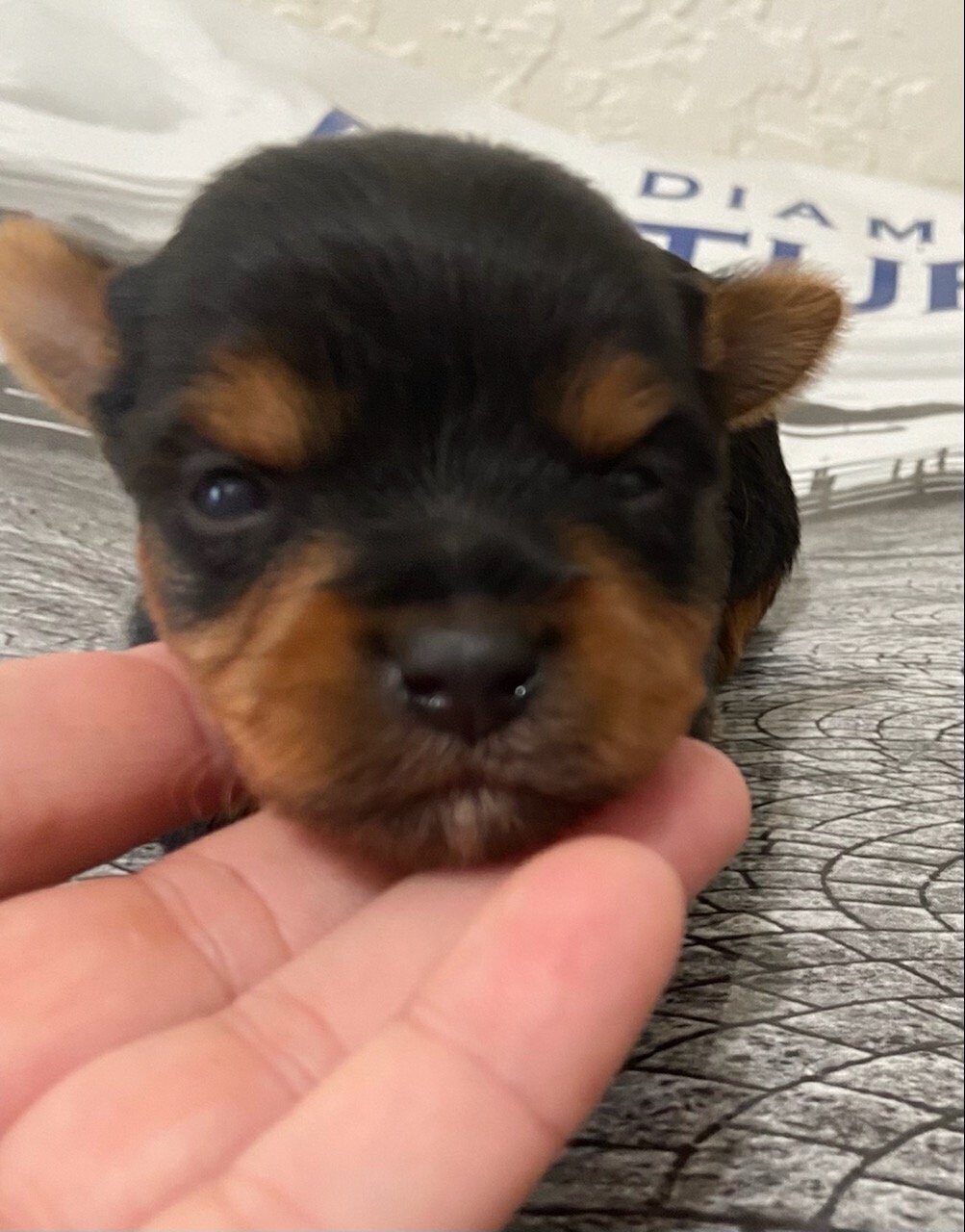 Miniature Female Yorkie Mia
