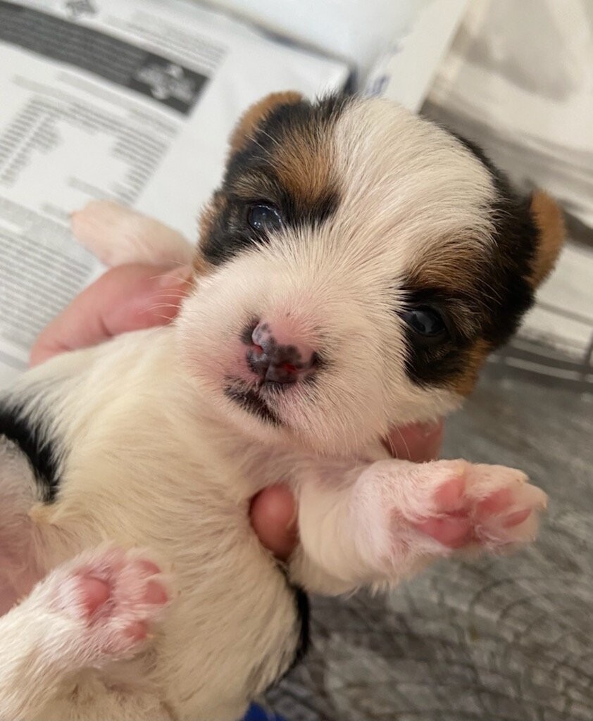 Micro Mini Male Yorkie Ozzy