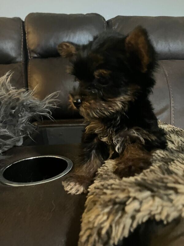 Miniature Female Yorkie Princess