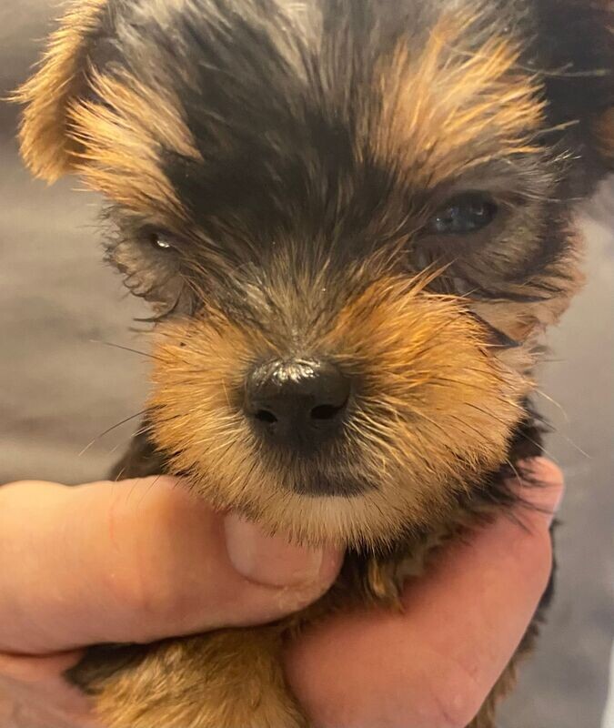 Micro Mini Male Yorkie Bear SOLD