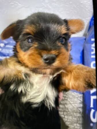 Teacup Female Yorkie Luna