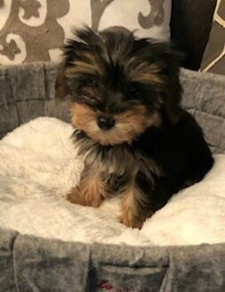 Toy Yorkie Male Frank