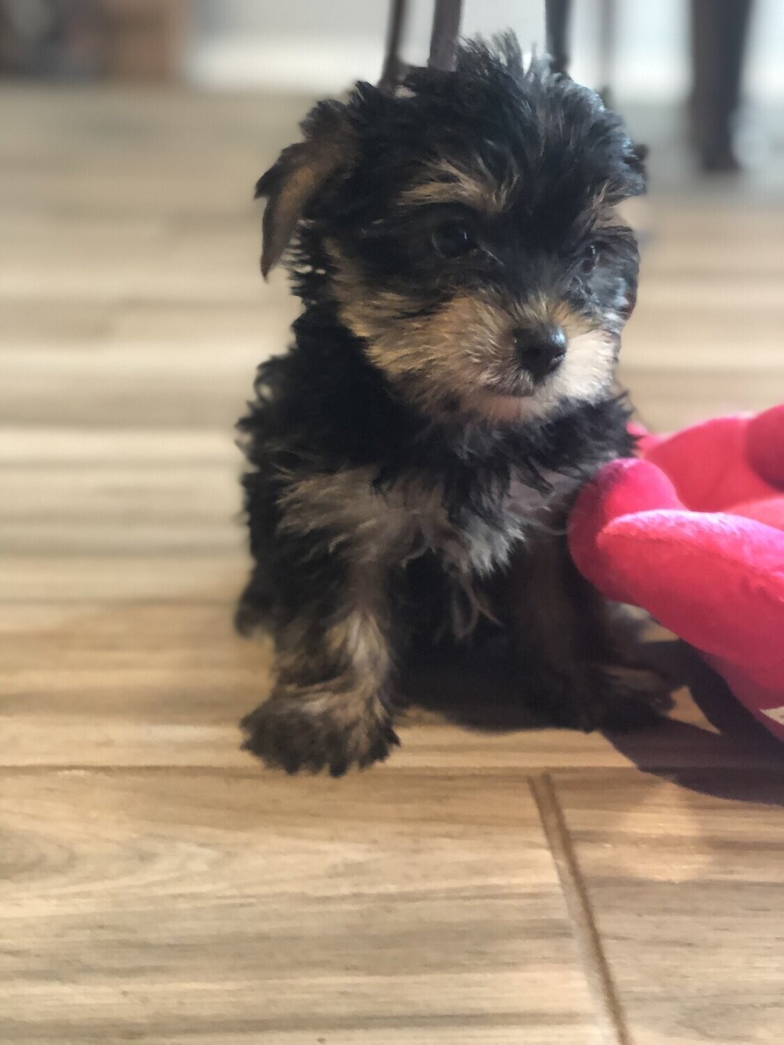 Toy Female Yorkie Chloe