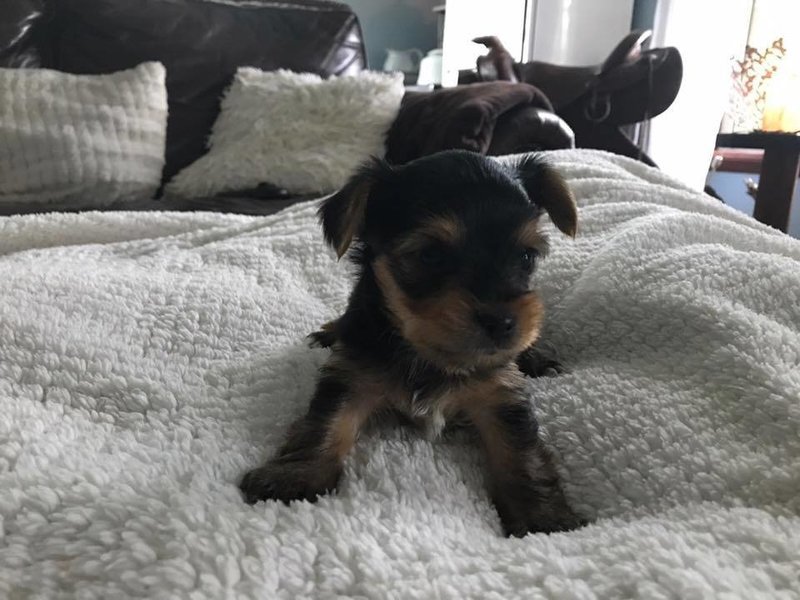 Teacup Male Yorkie Scout