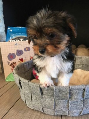 Toy Parti Females Yorkie Khalsee SOLD