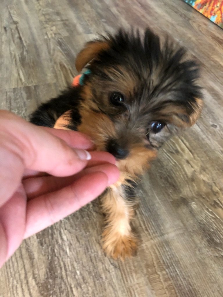 Teacup Female Yorkie Chloe Teacup Female Yorkie Chloe
