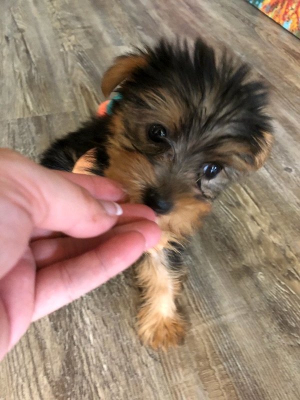 Teacup Female Yorkie Chloe