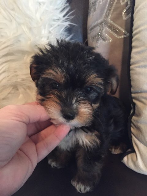 Teacup  Female Yorkie Honey