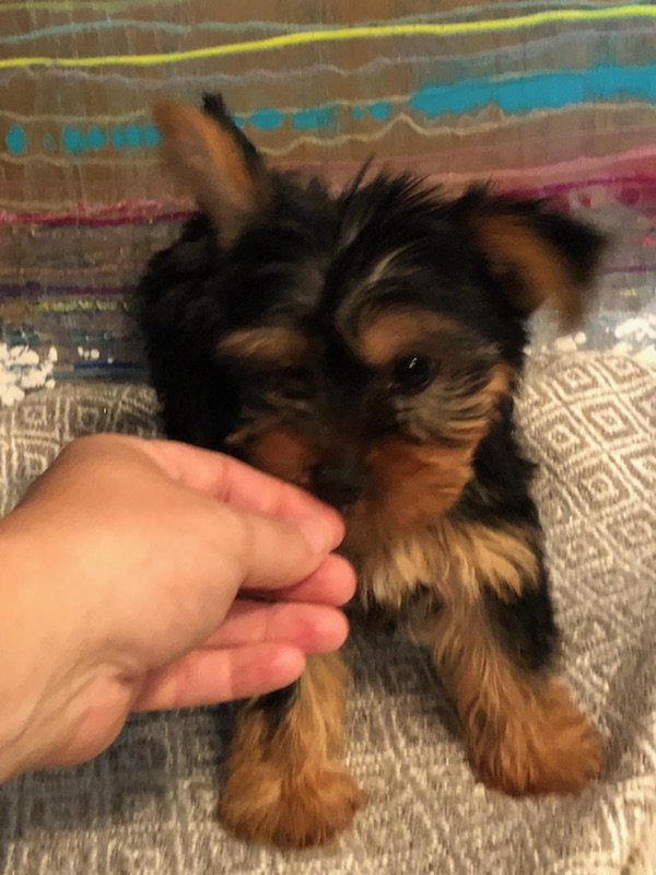 Teacup Yorkie Female Princess Teacup Yorkie Female Princess