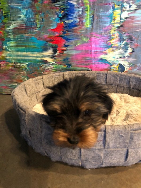 Teacup Male Yorkie Hollywood Brown