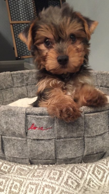 Toy Male Yorkie Blue