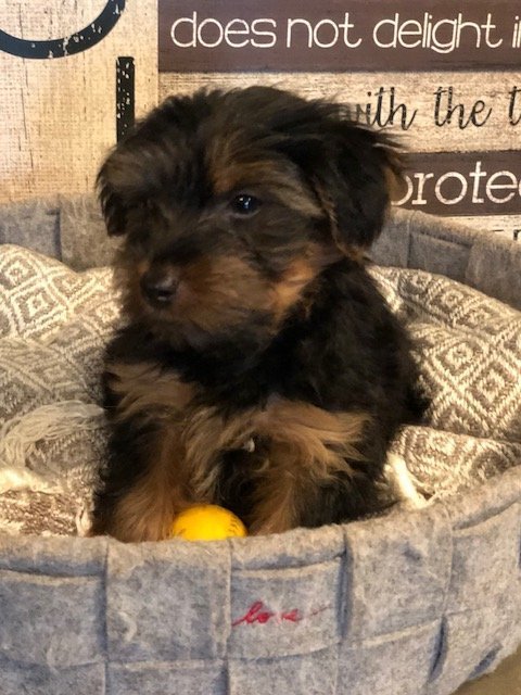 Toy Male Yorkie Robin