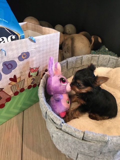 Micro Mini Female Yorkie Kali