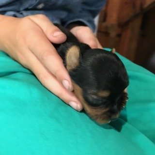 Micro Mini Female Yorkie Lady