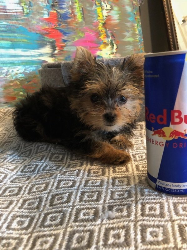 Micro Mini Female Yorkie Lady