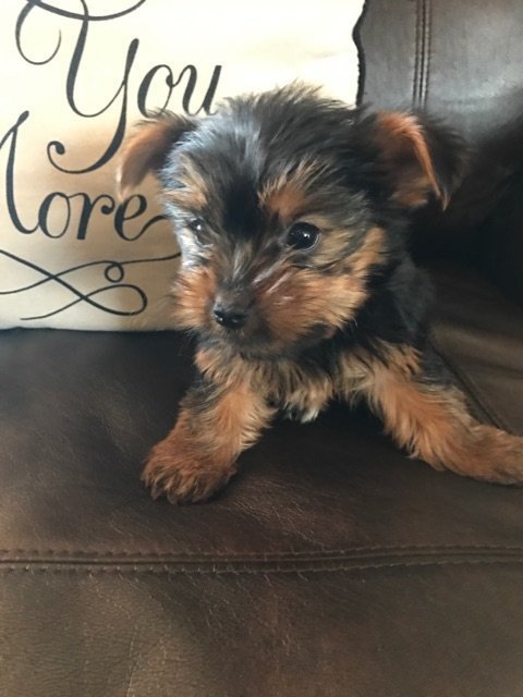 Micro Mini Female Yorkie Mia