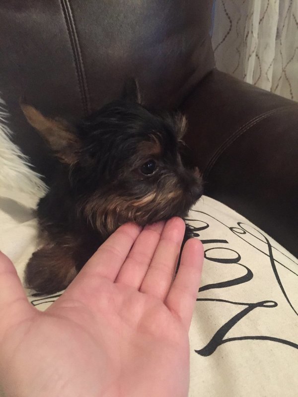 Micro Mini Female Yorkie Molly