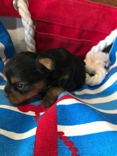 Miniature Female Yorkie Bella
