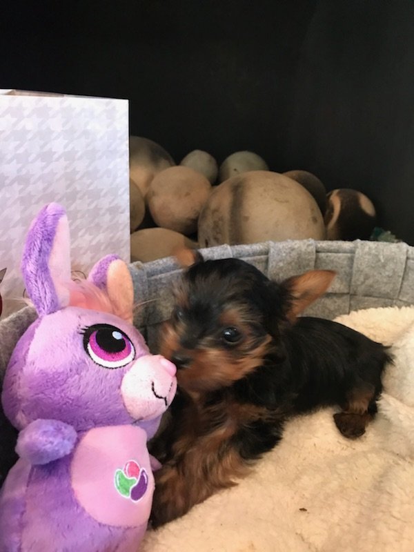 Micro Mini Female Yorkie Penelope