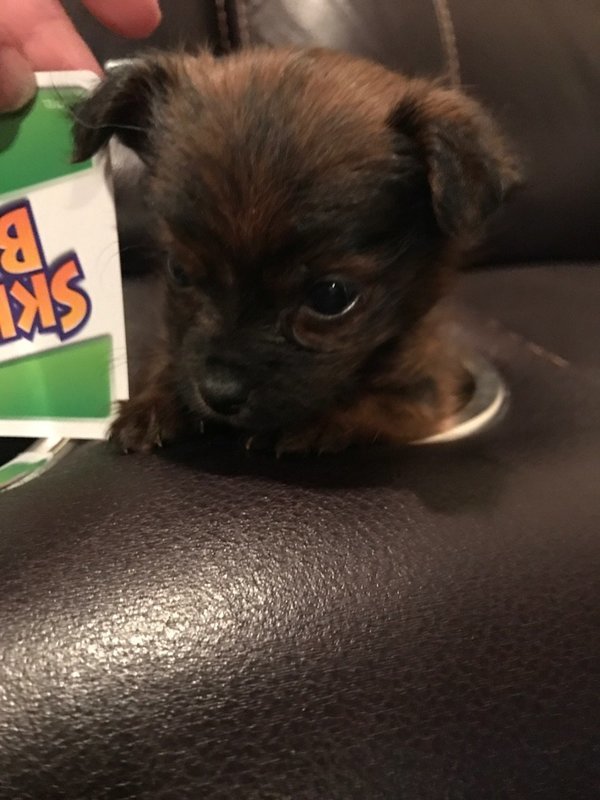 Micro Mini Female Yorkie Roxy