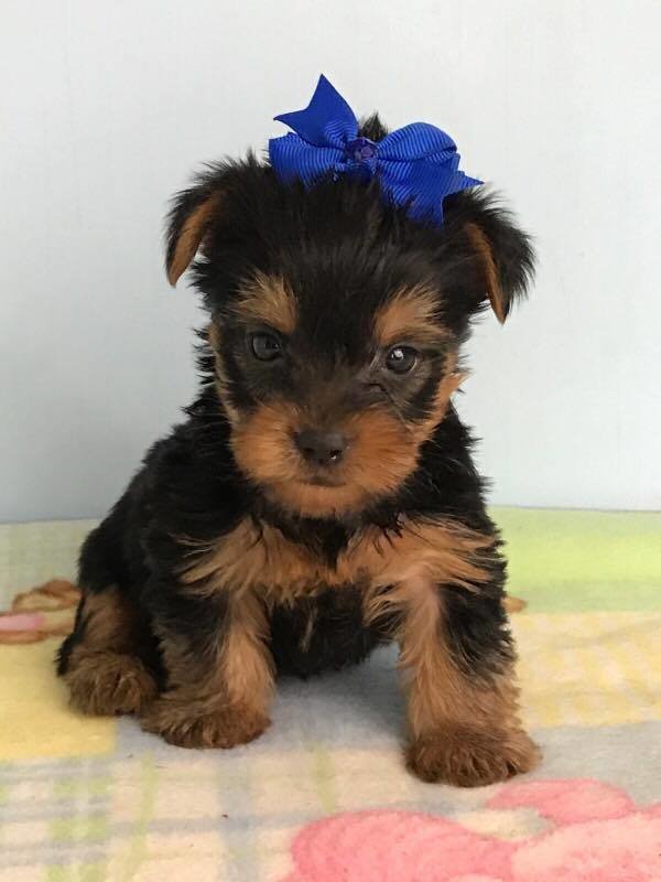 Micro Mini Female Yorkie Sansa