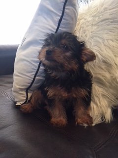 Micro Mini Female Yorkie Sophie