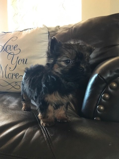 Micro Mini Male Parti Yorkie Snow Micro Mini Male Parti Yorkie Snow