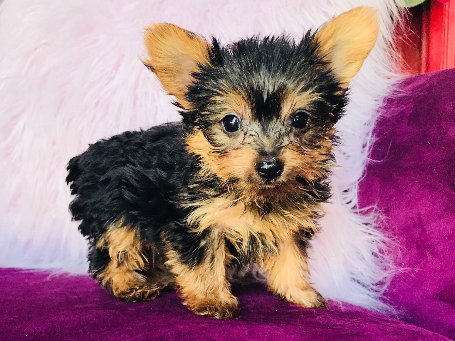 Micro Mini Male Yorkie Boomer Micro Mini Male Yorkie Boomer