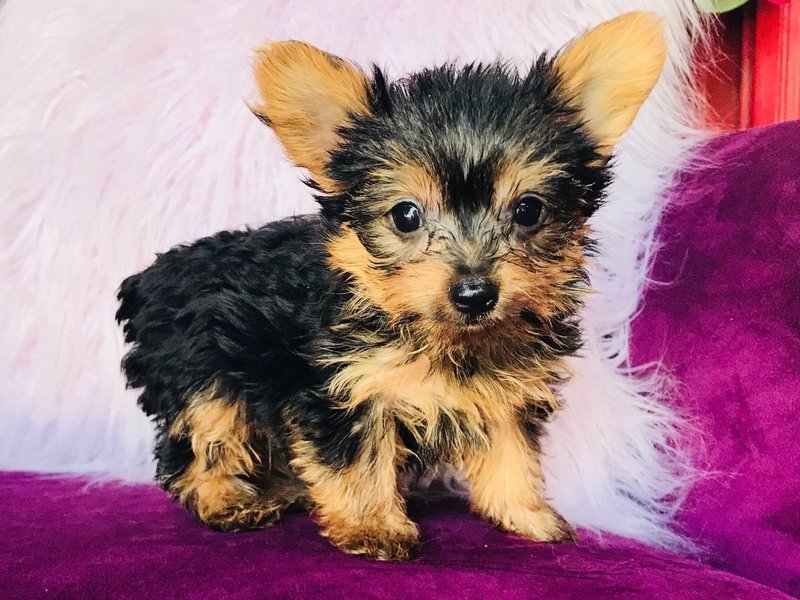 Micro Mini Male Yorkie Boomer