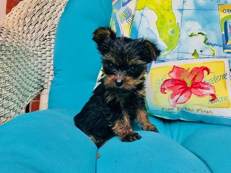 Micro Mini Male Yorkie Jazzy