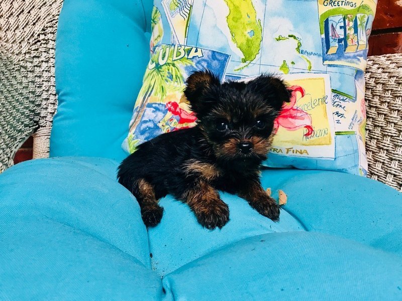 Micro Mini Male Yorkie Legend
