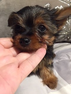 Micro Mini Male Yorkie Leo