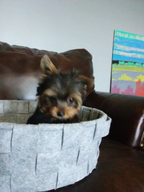 Micro Mini Male Yorkie Leo