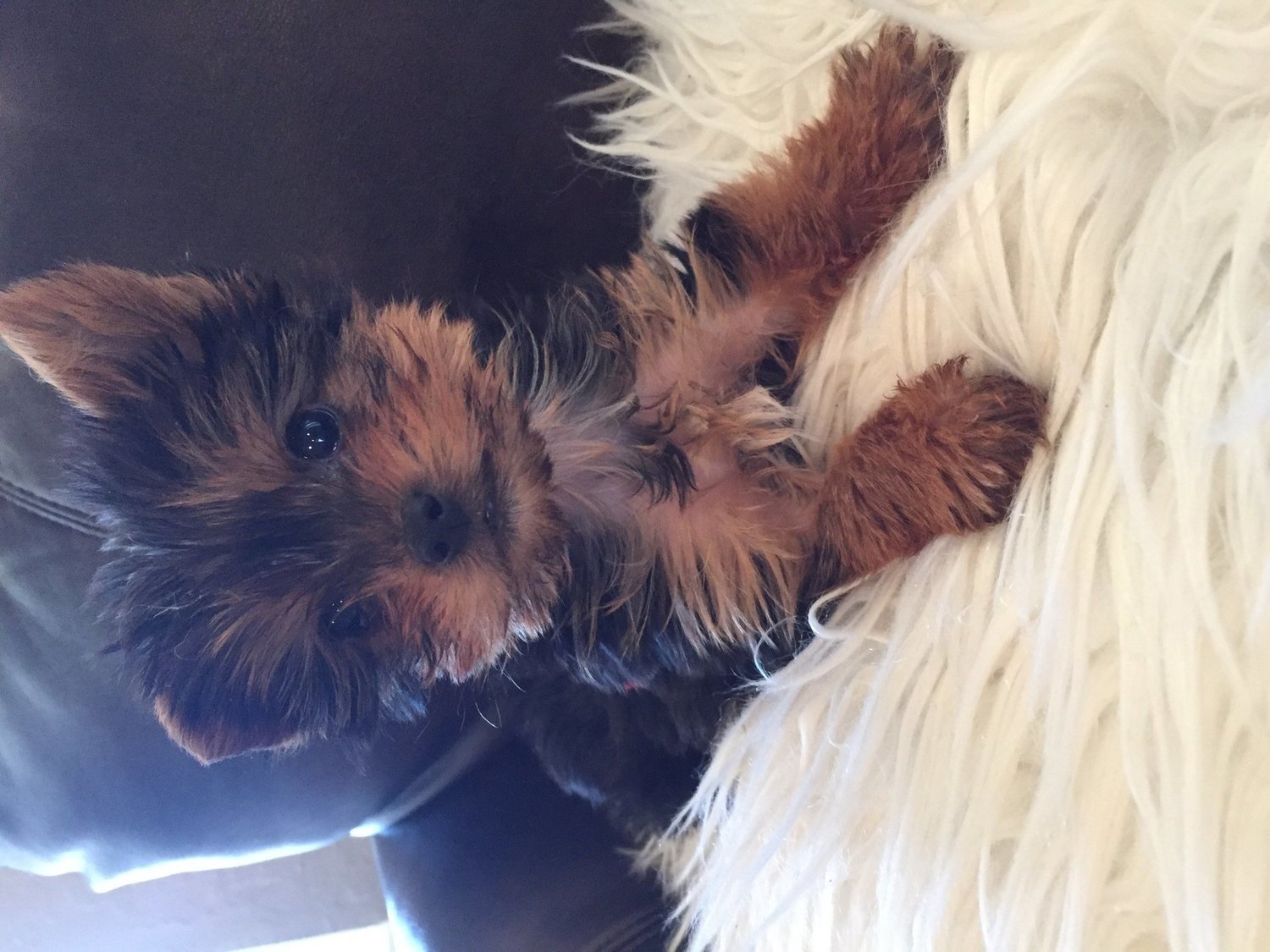 Micro Mini Male Yorkie Lucky