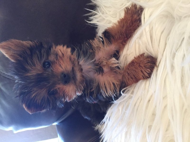 Micro Mini Male Yorkie Lucky