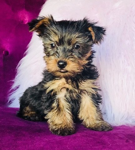 Micro Mini Male Yorkie Sooner